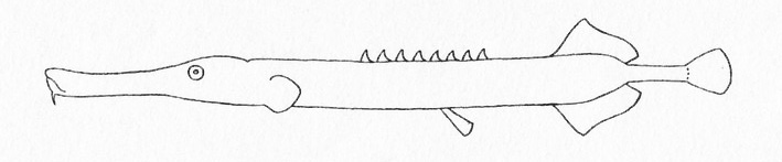 Representative of the family Aulostomidae (Gosline & Brock, 1960, fig. 41)